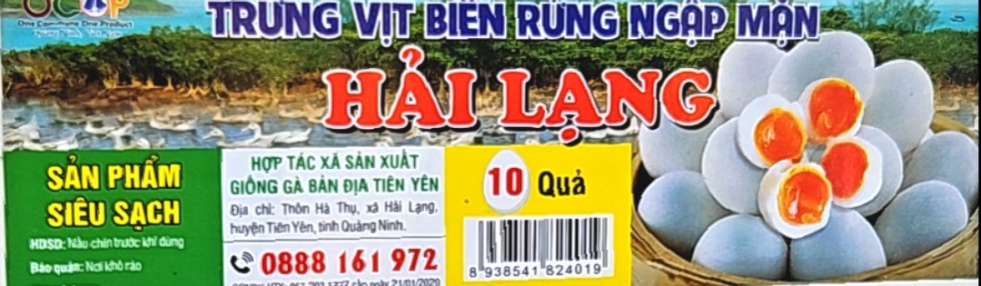 Trứng vịt biển rừng ngập mặn Hải Lạng